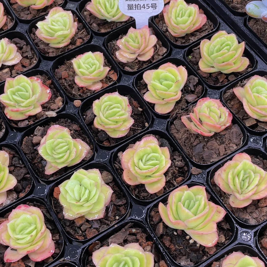 量拍45号 精品冰玫瑰单头