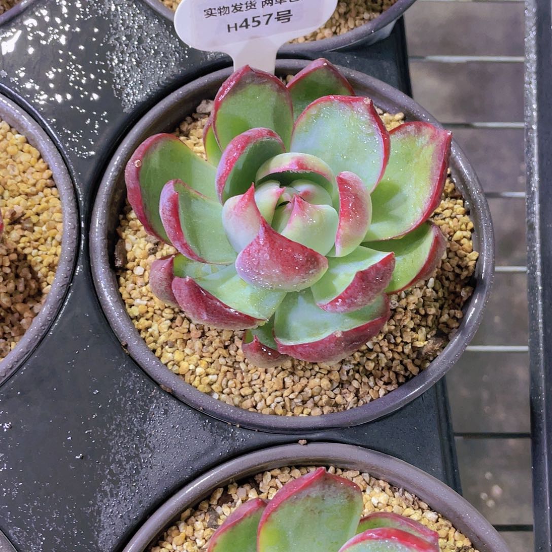 H457  精品惊鸿仙子大单头一个