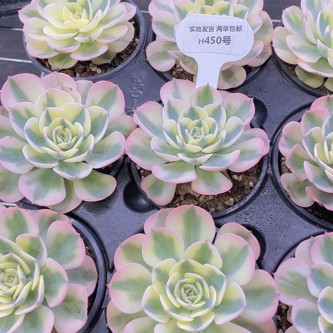 H450  精品玉蝶锦单头一个