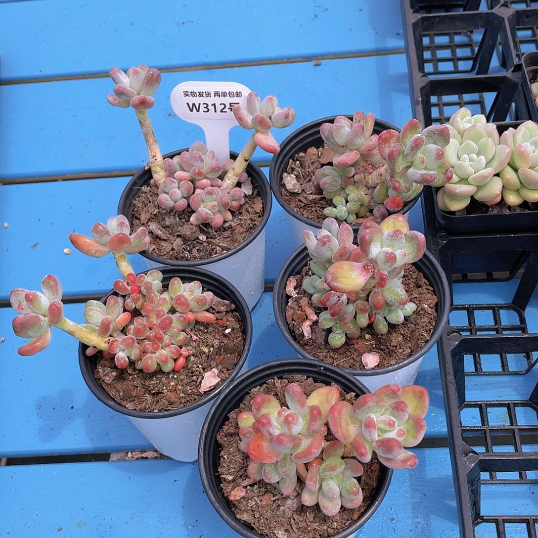 W312号 苹果美人老桩群一个