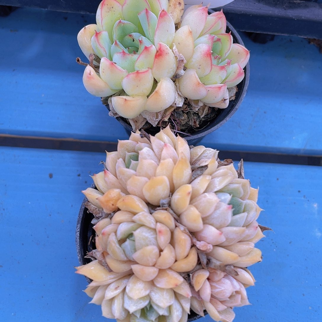 H340  小浣熊双头➕贝尔群