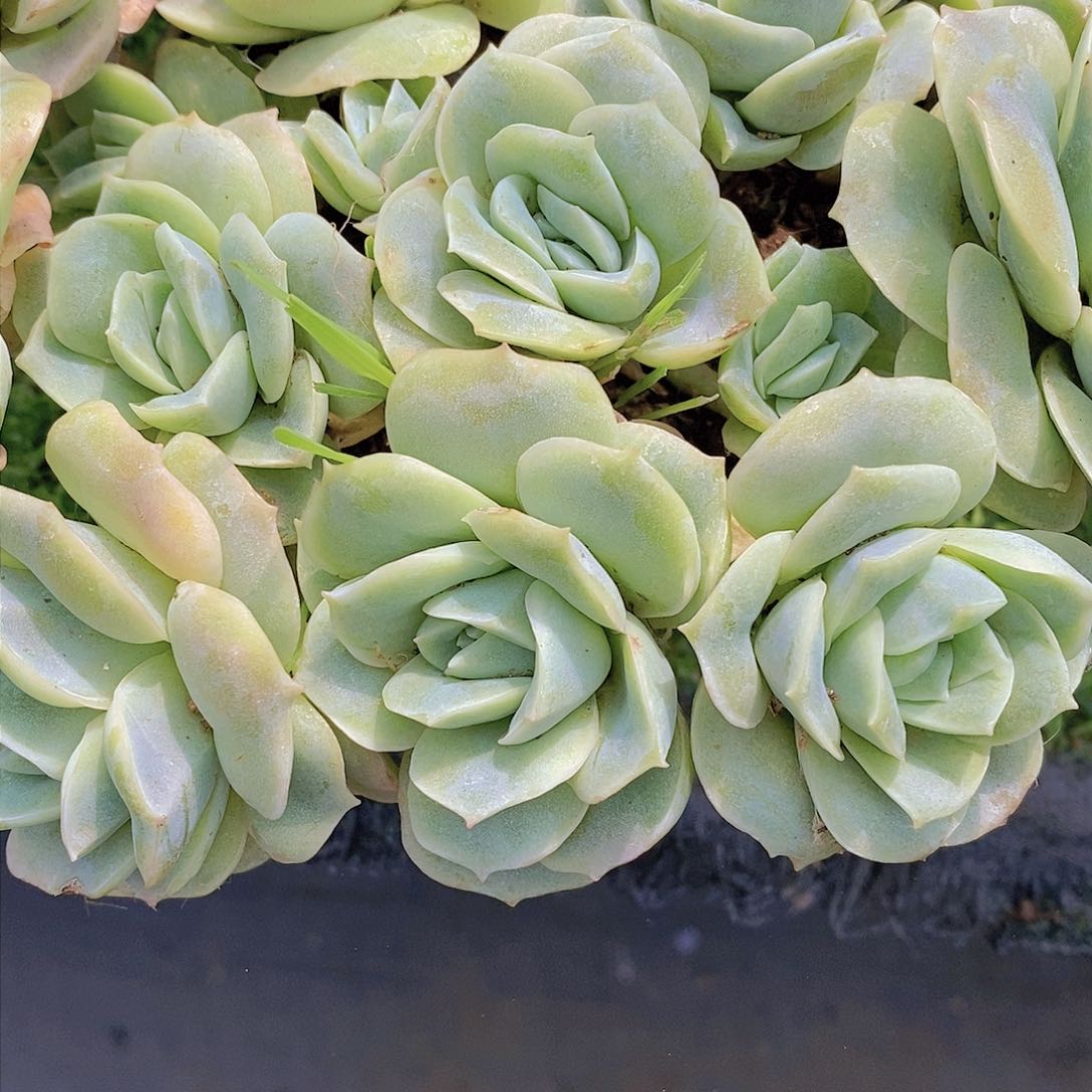 12头可爱玫瑰带盆土