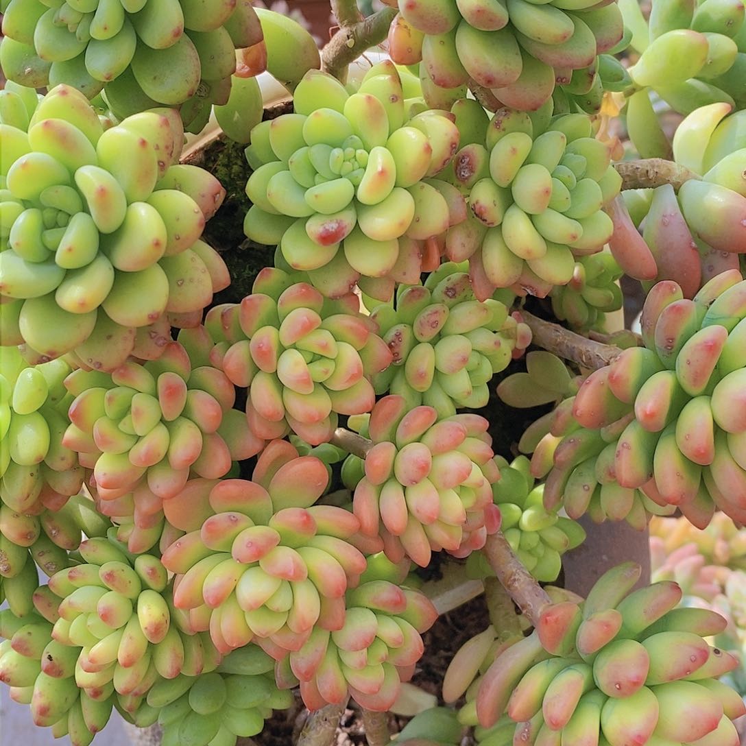 香格里拉特价福利特价福利