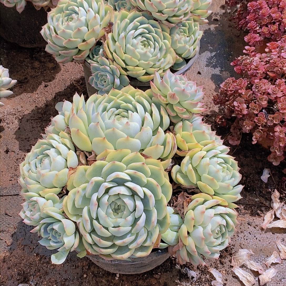 超大群生多头大侧影