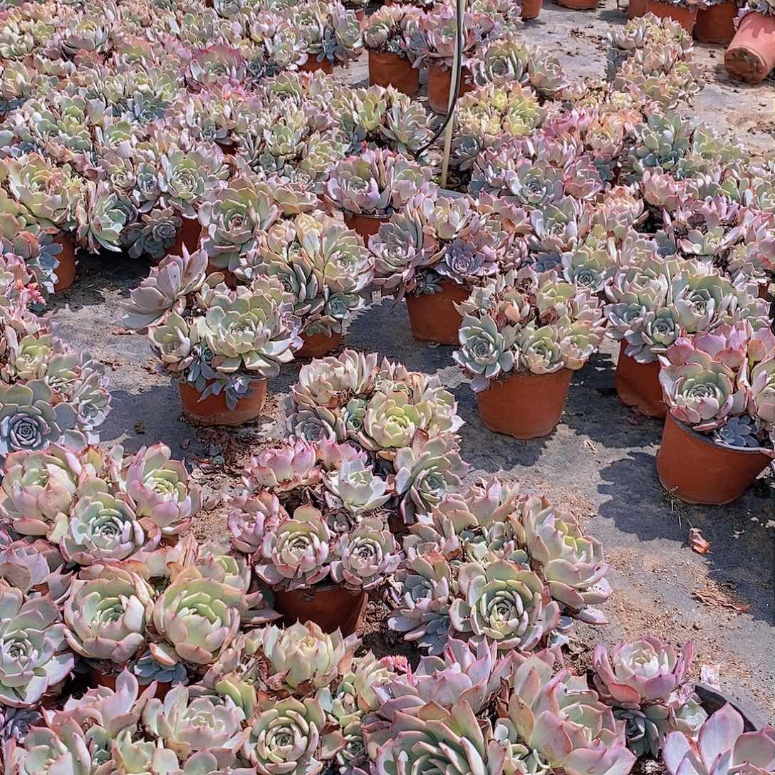4头起发劳伦斯带盆土