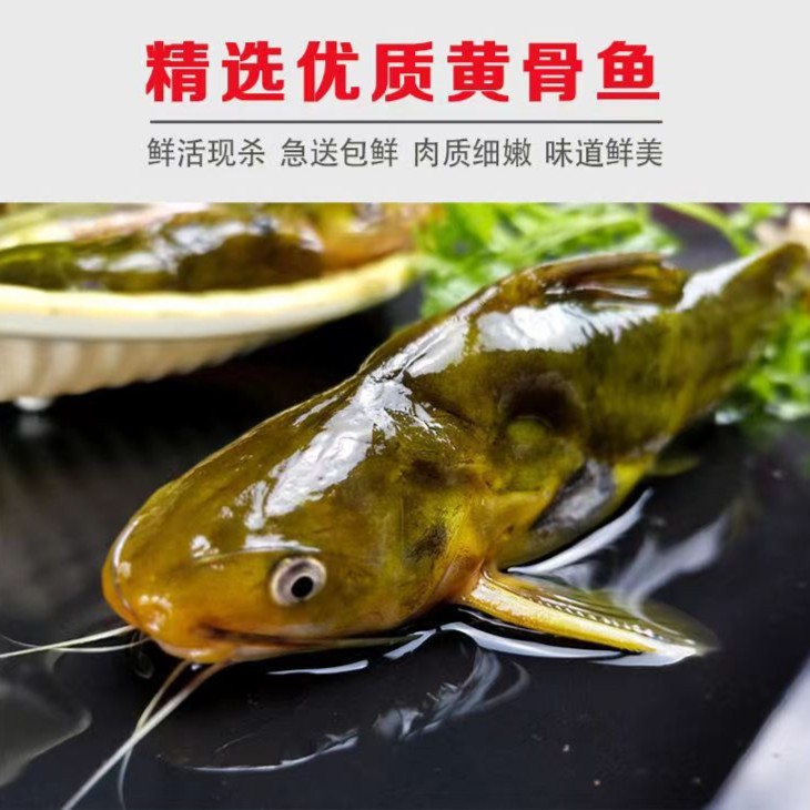 黄骨鱼黄辣丁鲜活净膛黄颡鱼淡水黄丫鱼昂刺鱼4斤顺丰包邮