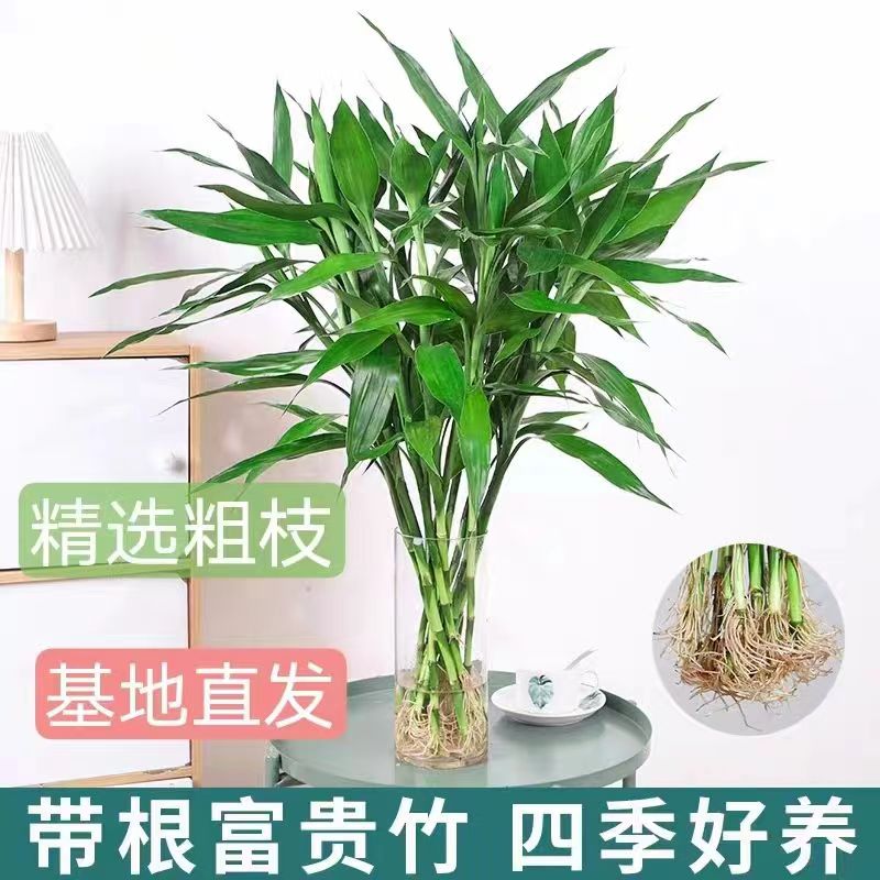 懒人带根招财竹大号水培绿植绿色花卉进化空气四季常青步步高升
