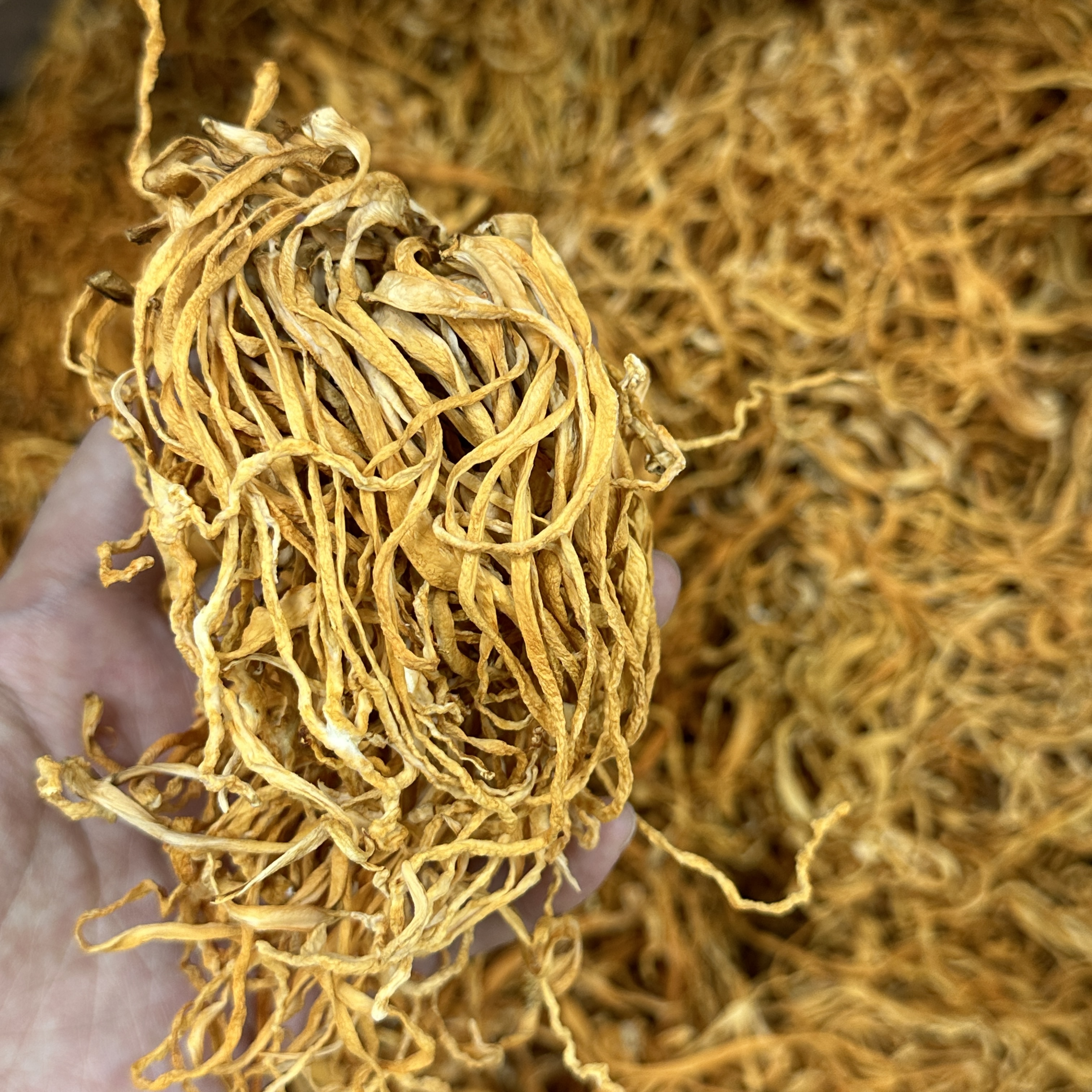 严选金黄虫草花蛹虫草滋补鲜美食补好物炖鸡煲汤伴侣
