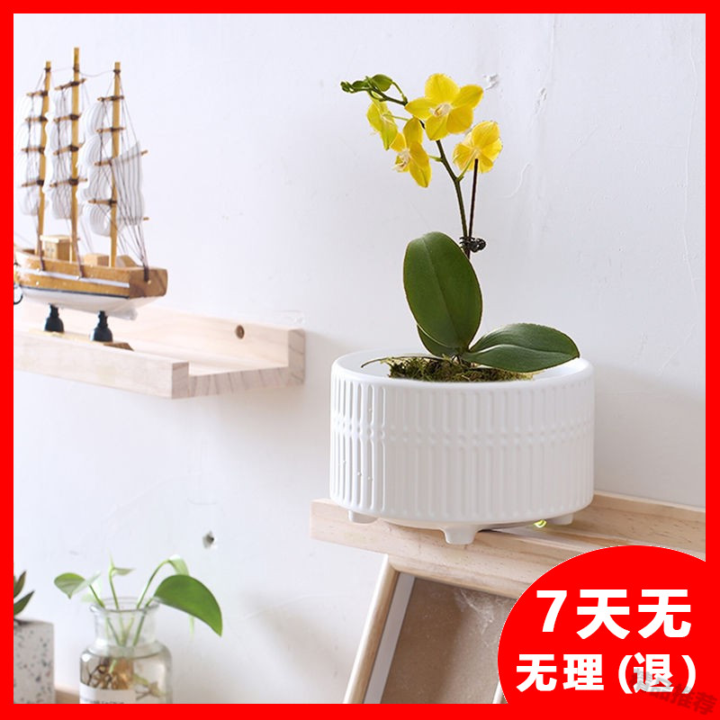 花盆陶瓷蝴蝶兰专用盆新款君子兰北欧简约特大号带托盘绿植桌面FZ