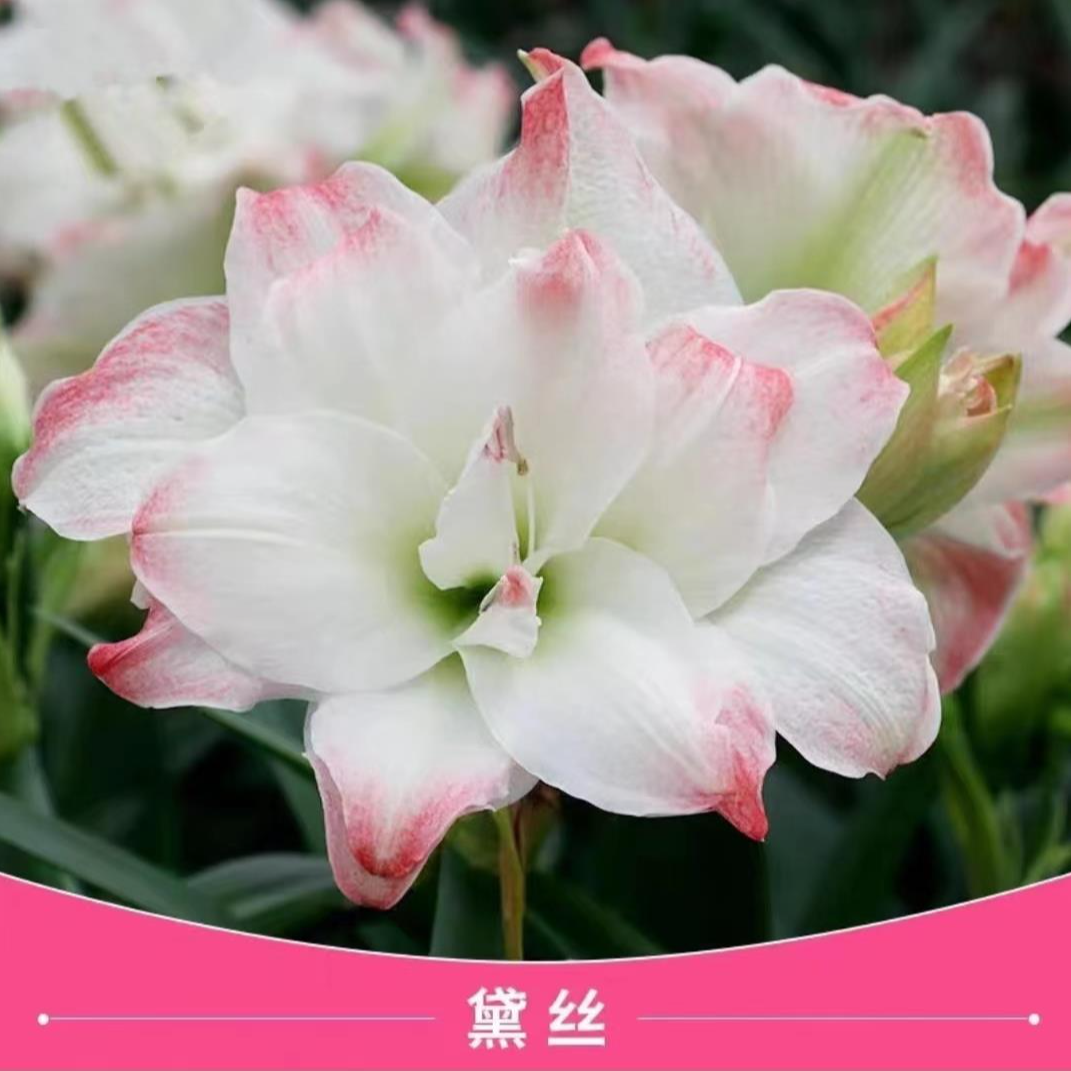【戴丝】进口朱顶红重瓣大花室内盆栽球根花卉