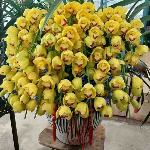 大花蕙兰黄金岁月4花剑80多cm高多年生云南基地直发室内高端花卉