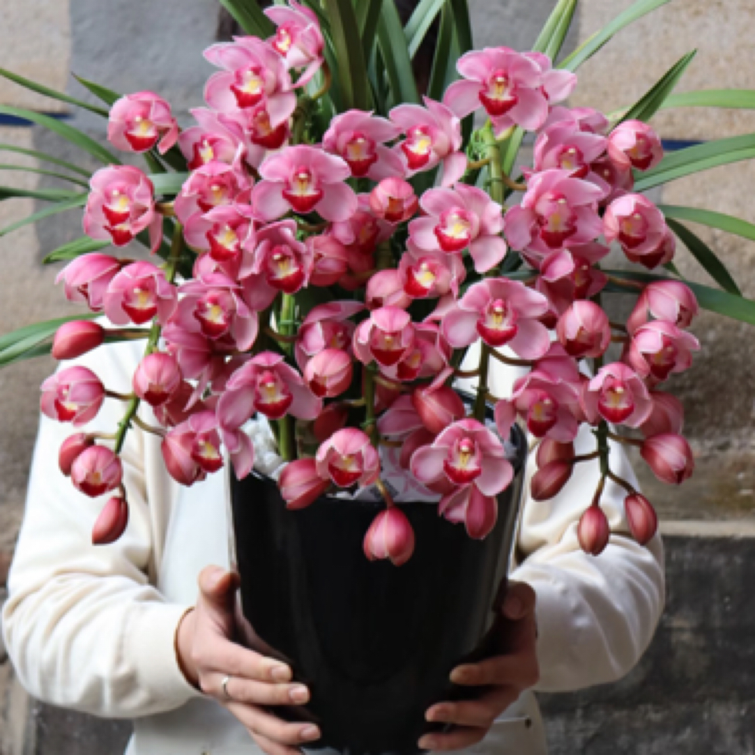 拱兰福星5花剑多年生云南高山兰花基地直发室内高端花卉