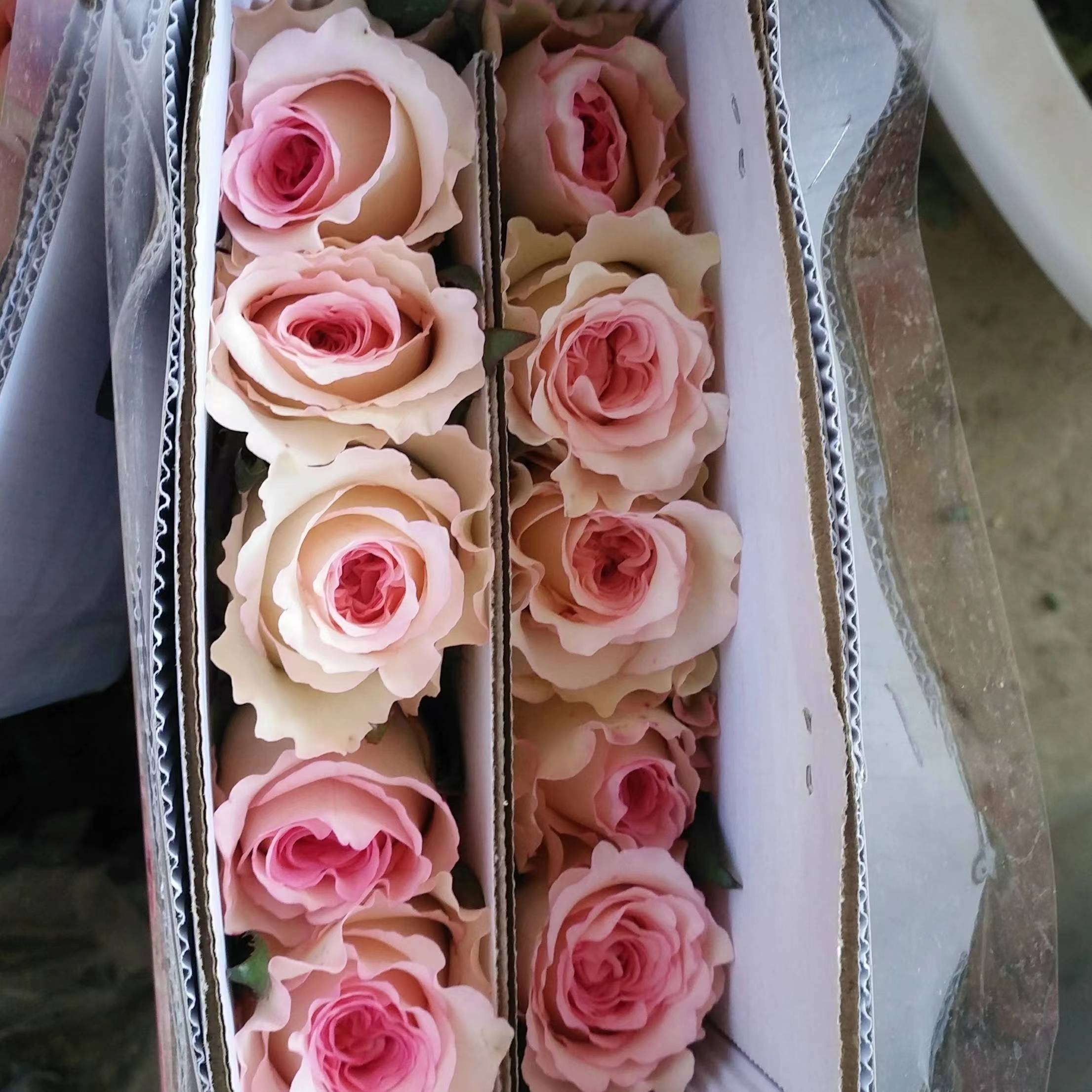 洛神玫瑰   10枝/扎