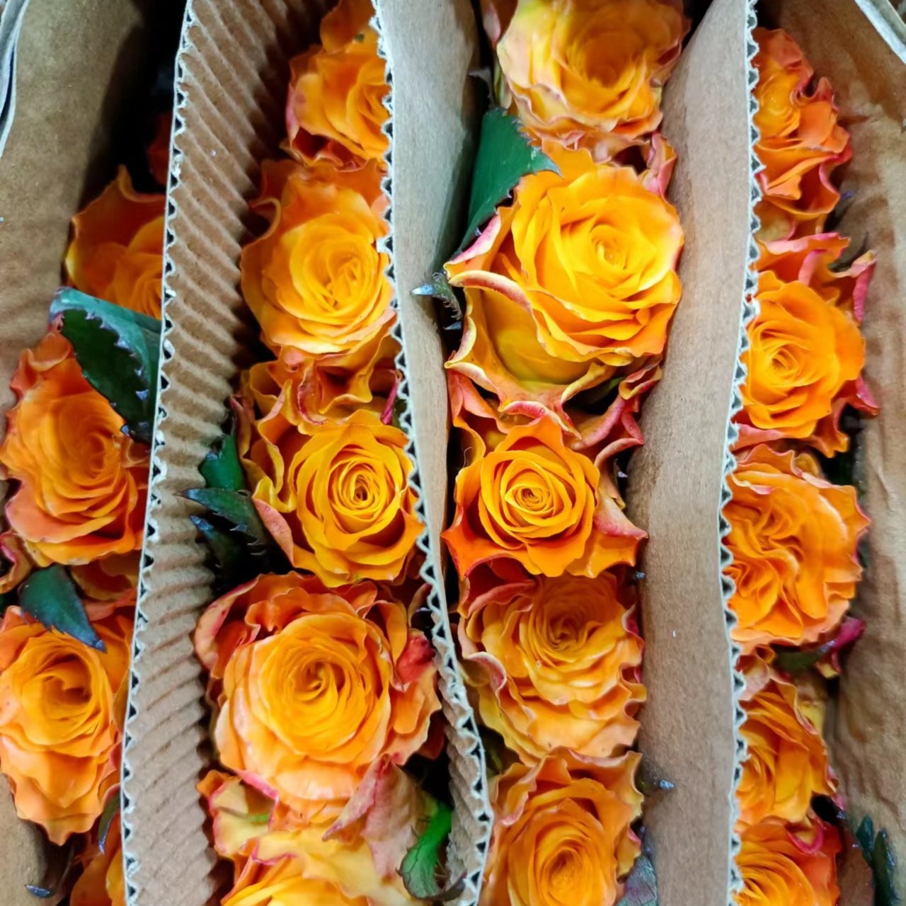 金色海岸玫瑰   10枝/  扎