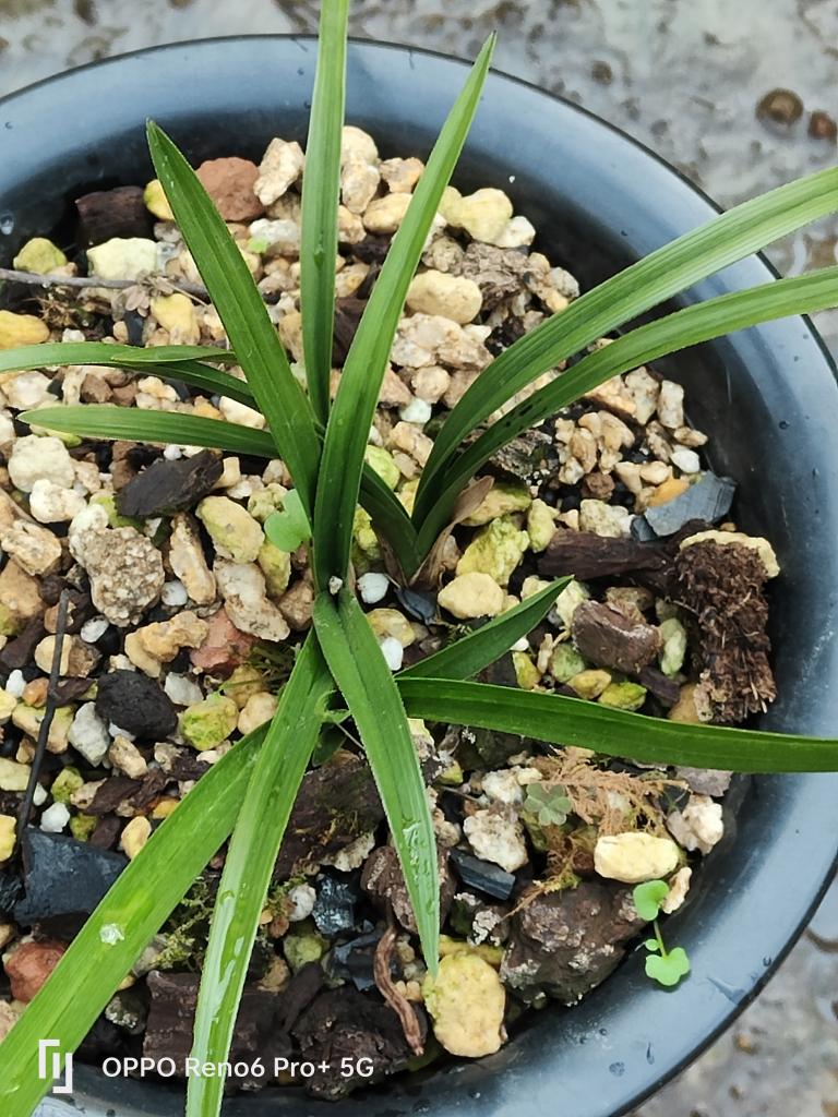 蕙兰小草一株无病毒