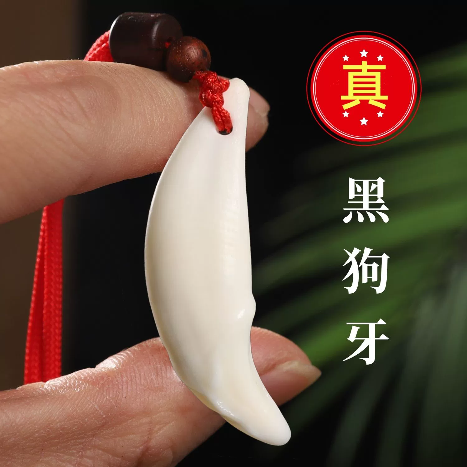 【8-18岁款】真品黑狗牙吊坠男大獒牙女士挂坠创意饰品包包挂件