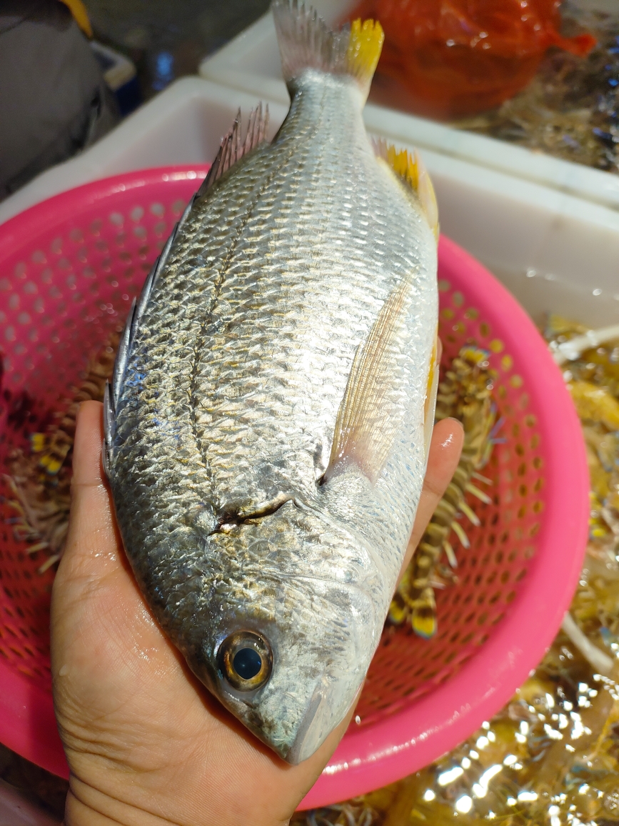 北海野生黄翅鱼直播间现称现拍5斤起拍，顺风冷链空运发货。
