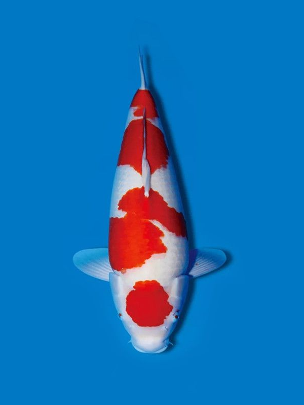 3号直播链接-----直播下单观赏鱼