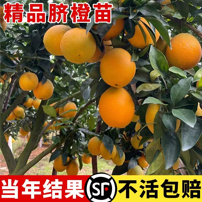 脐橙树苗当年结果爆甜多汁血橙果苗嫁接橙子树苗南方北方种植果树