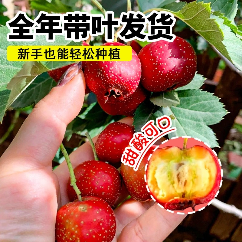 山楂树活苗大五棱甜红子山楂苗南方北方种植盆栽地栽山楂嫁接果苗