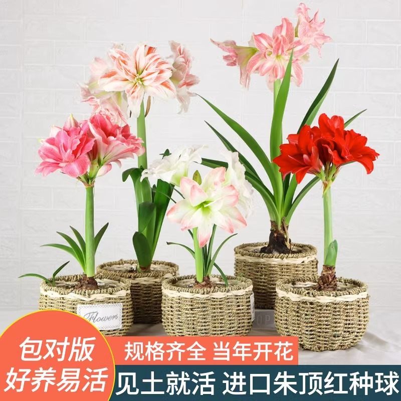 重瓣朱顶红种球进口花卉室内外盆栽四季植物庭院阳台当年开花球根
