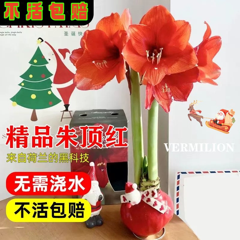 现货进口朱顶红进口重瓣种球蜡球超大花卉植物室内花盆栽四季开花
