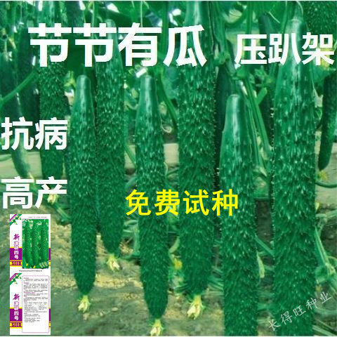 绿芯黄瓜种子高产耐热黄瓜种籽春季四季播蔬菜种子盆栽阳台青瓜籽