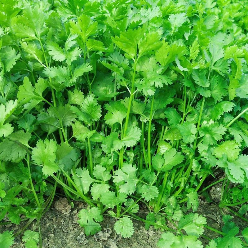 正宗香菜种子四季种香菜新鲜蔬菜家庭阳台盆栽香菜蔬菜种子大全