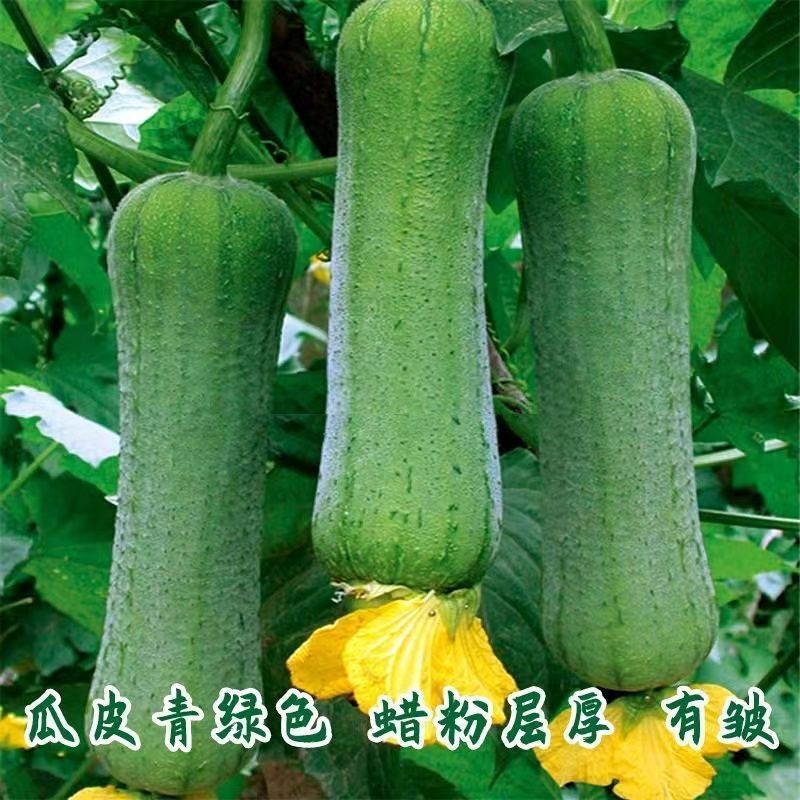 高产特大肉丝瓜种春夏秋季特长丝瓜籽农家庭院爬藤种蔬菜菜种
