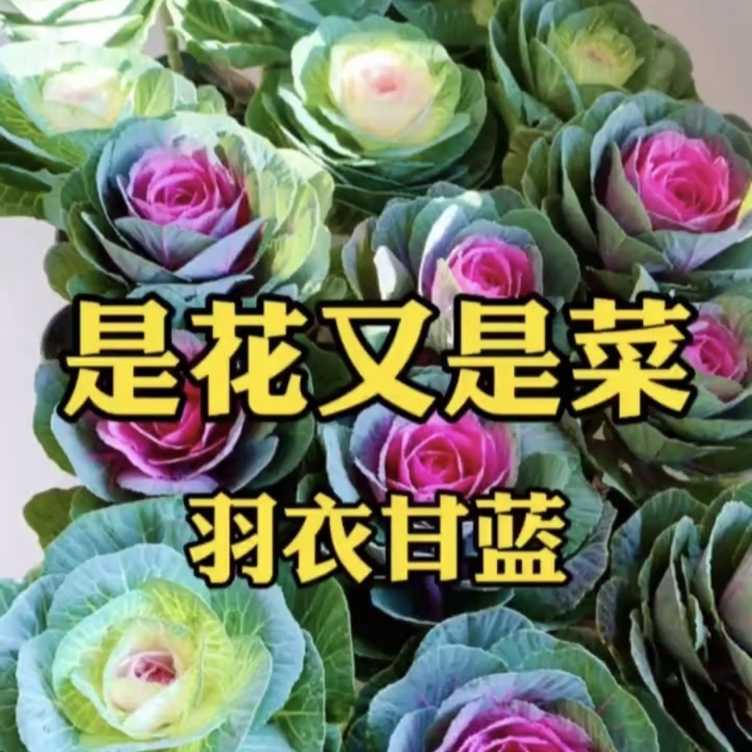 特色羽衣甘蓝种子观赏食用绿化盆栽甘蓝种籽阳台春秋蔬菜种孑苗