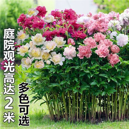 大花芍药花种子四季开花花卉种籽庭院盆栽阳台花籽园林造景观景花