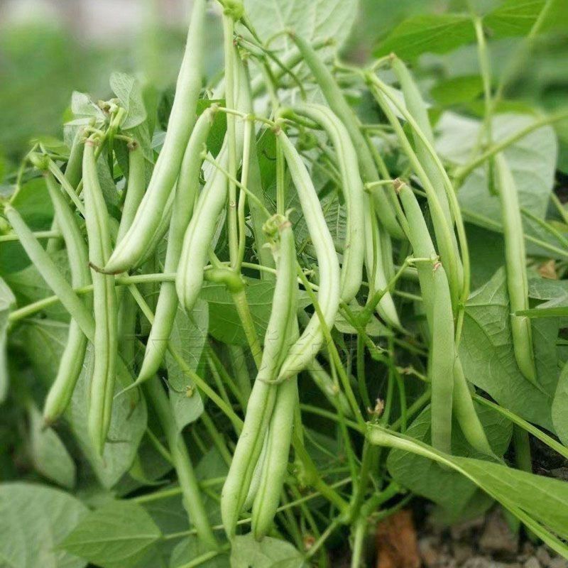 无架四季豆种子高产无筋豆角种子早熟矮生不搭架地豆盆栽蔬菜种子