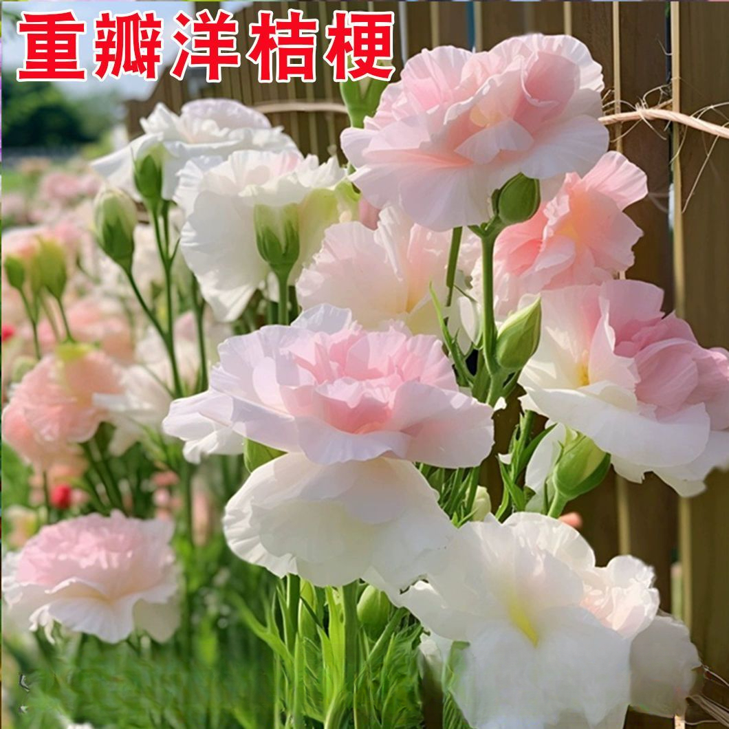 洋桔梗种子花四季开花室内阳台花卉盆栽耐热耐寒懒人