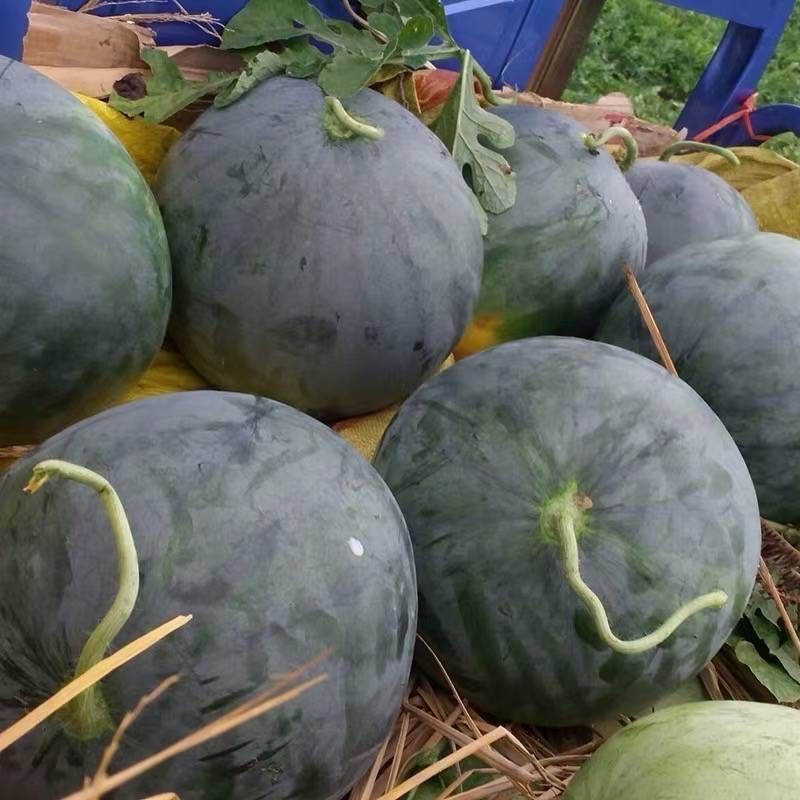 无籽西瓜种子特大高产甜早熟薄皮四季播水果黑皮巨型春季种