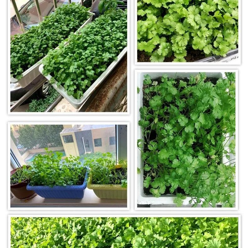 香菜种子四季易种耐热耐抽苔阳台盆栽蔬菜种子大全大叶香菜新鲜种