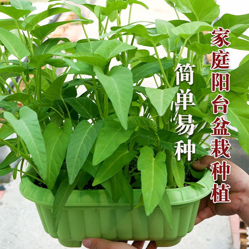 超级三叉空心菜种子大田农家庭院阳台大叶空心菜四季青菜蔬菜种子