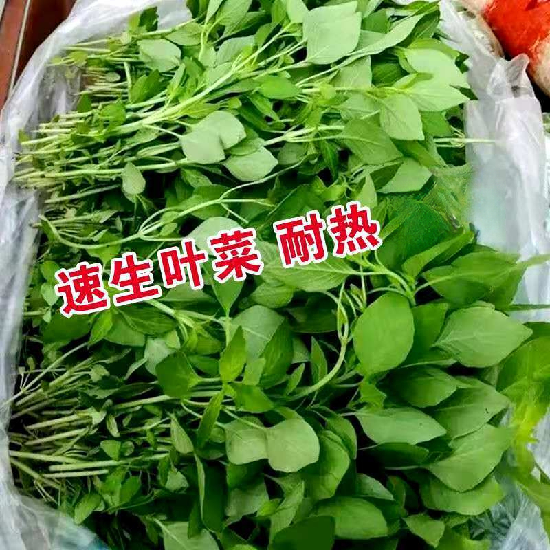 大叶荆芥荆种子河南荆芥种子荆芥菜籽农家田园阳台四季播蔬菜庭院