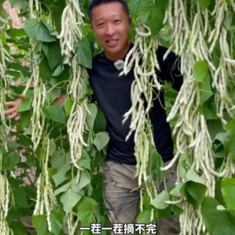 白芸豆白不老豆角四季菜老来少豆籽早熟高