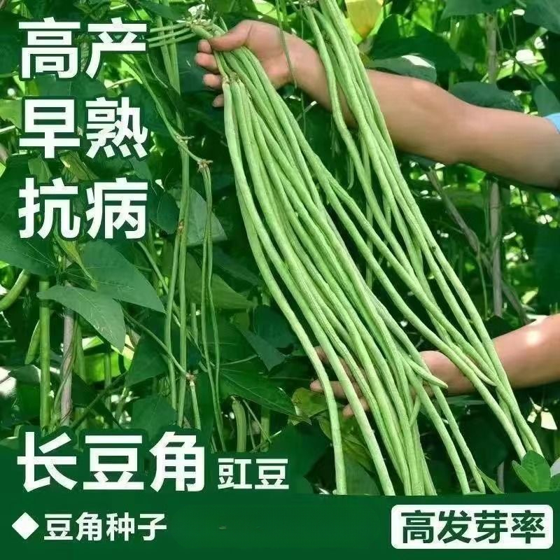 三尺特长豆角种子无筋高产豇豆四季早熟蔬菜抗虫豇豆种子大全庭院