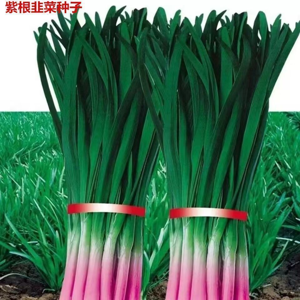 独根红韭菜种子韭菜籽韭菜种籽紫根红根宽叶大叶耐热耐寒高产包邮