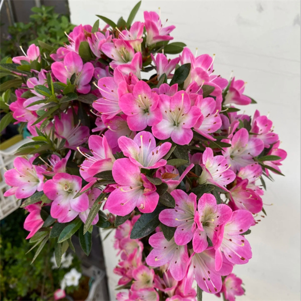 【花舞鼓 】皋月杜鹃花盆栽花卉耐寒好养室内绿植阳台四季开花