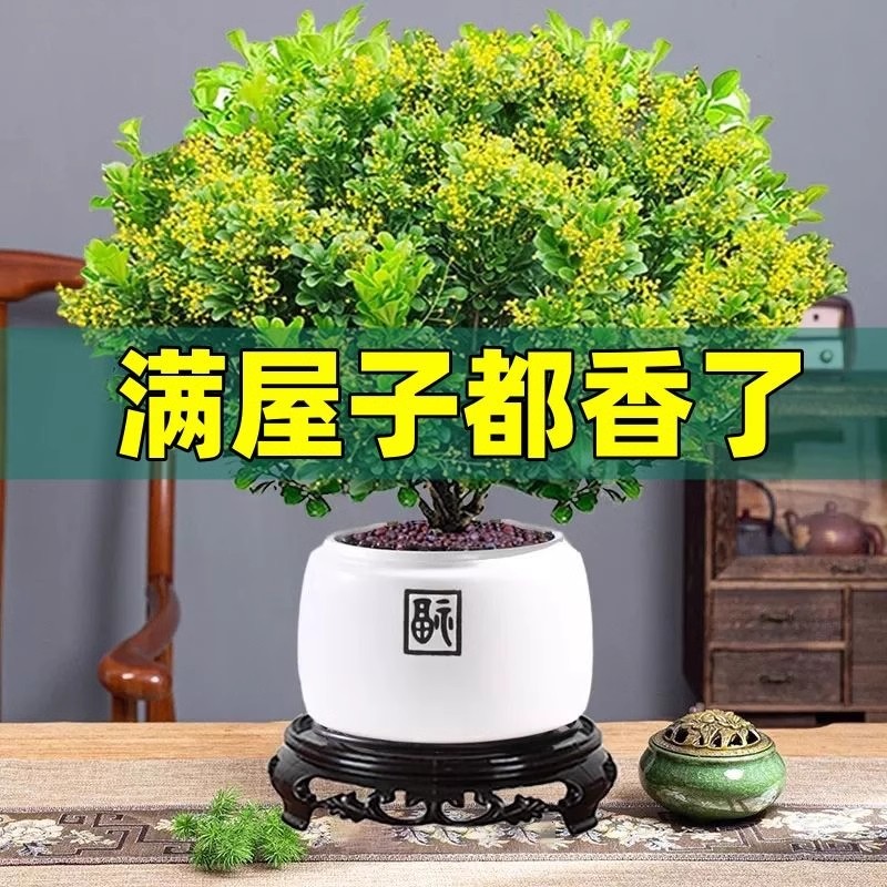 米兰花盆栽带花苞室内四季开花带花苞浓香好养老桩盆景驱蚊绿植