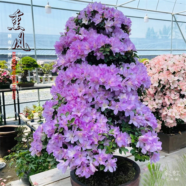 【熏风】杜鹃梦幻紫色好品种耐寒耐热地栽盆栽阳台庭院种植