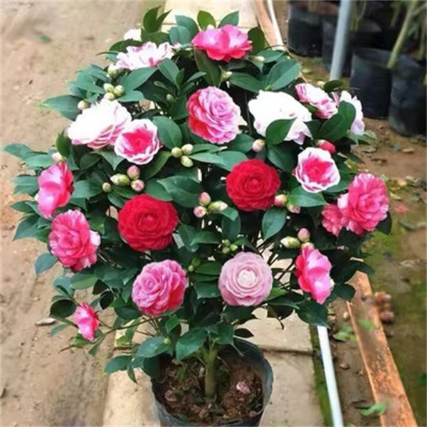 五色赤丹茶花树苗盆栽花卉植物开花茶花室内外浓香