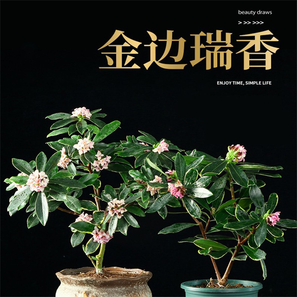 带花苞金边瑞香盆栽浓香型年宵花卉盆景庭院阳台耐寒植物