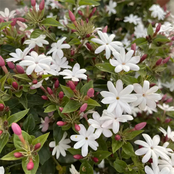 粉苞香水茉莉花苗盆栽花卉笔尖庭院阳台好养