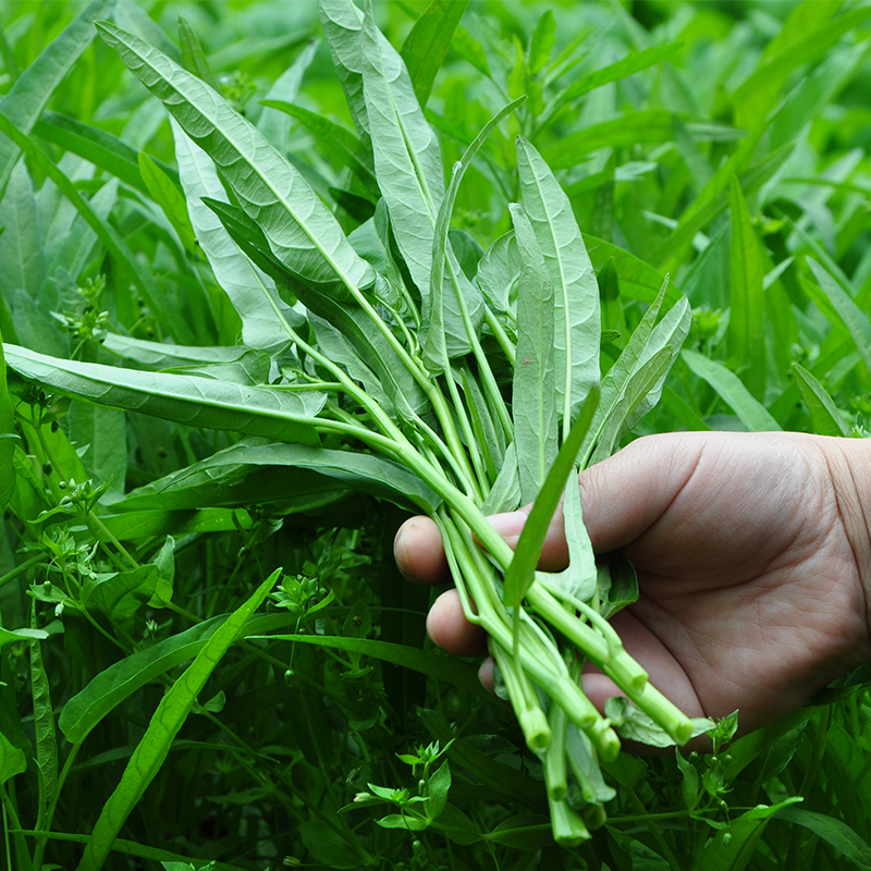 柳叶空心菜种子大叶空心菜种籽四季菜苗水上种植蔬菜菜籽阳台盆栽