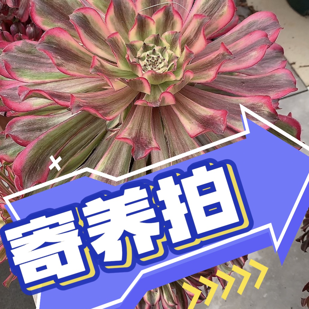 寄养运费拍链接多肉植物