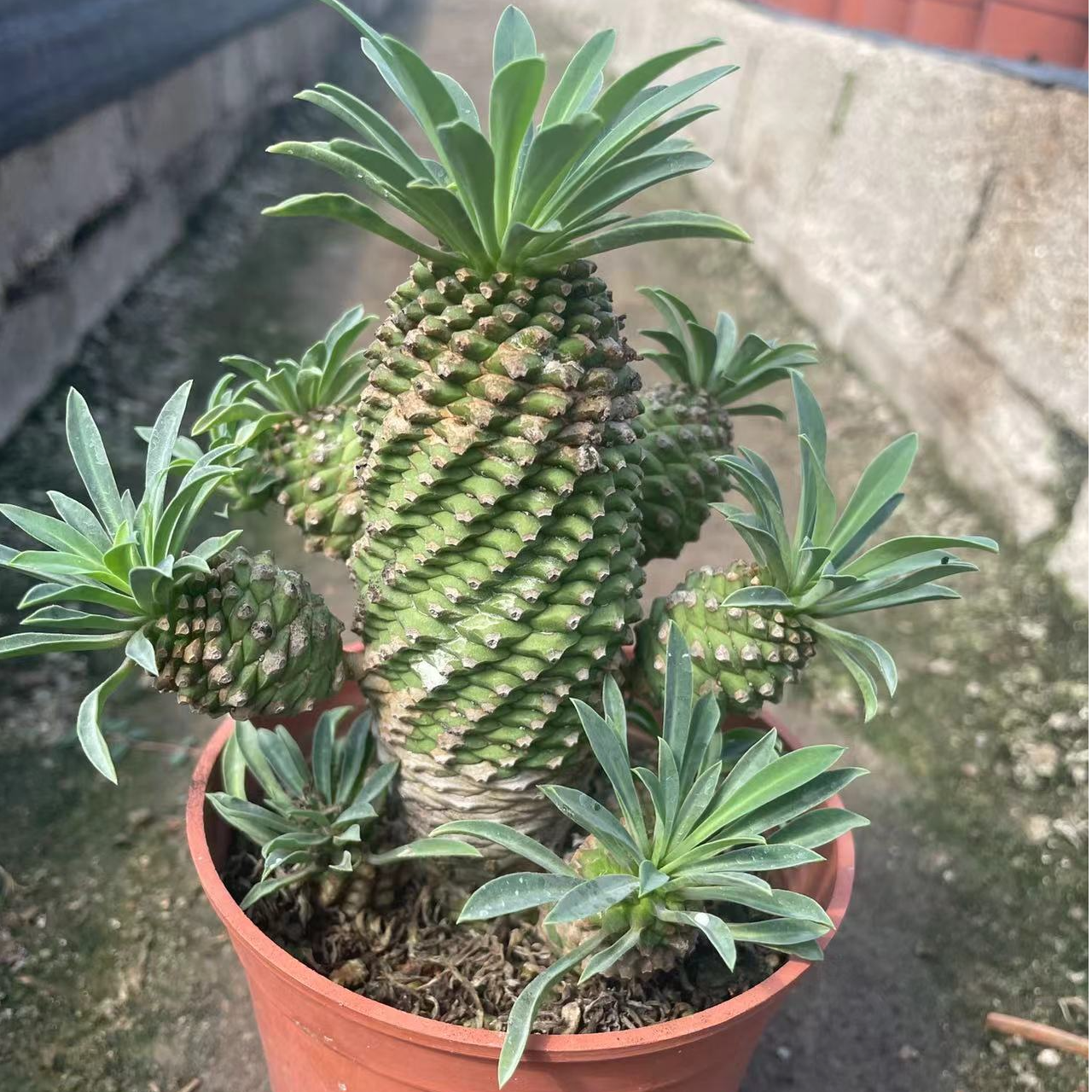 铁甲麒麟稀有多肉室内办公好养桌面绿植小菠萝耐热块根植物