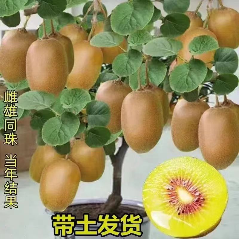 红心猕猴桃树苗公母同珠南方北方种植耐寒盆栽地栽当年结果果树苗